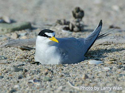 heroes of the coast trailer